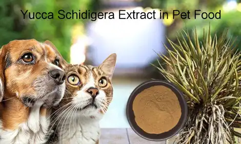 Yucca Schidigera in Pet Food: Digestibility Enhancement and Formulation Guidelines